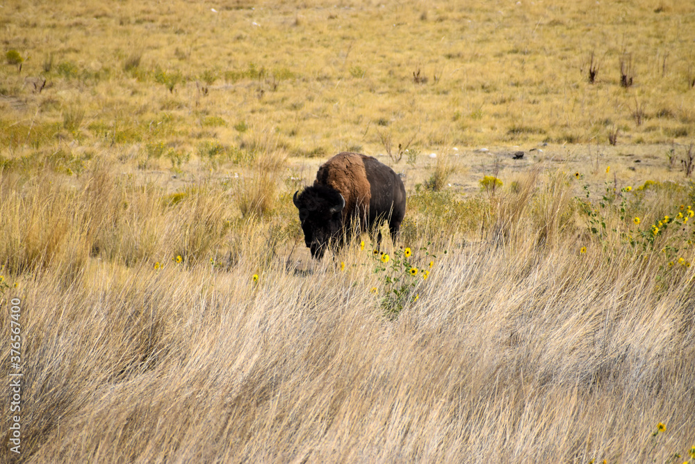 buffalo grazing in a field