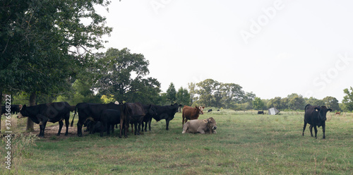 herd of cows