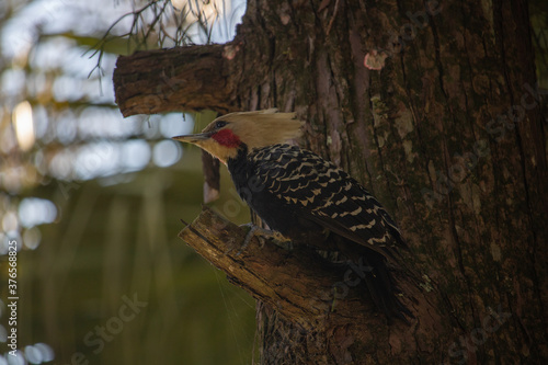 
Birds in my backyard