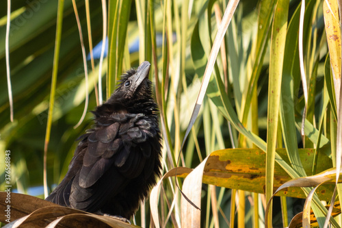 
Birds in my backyard