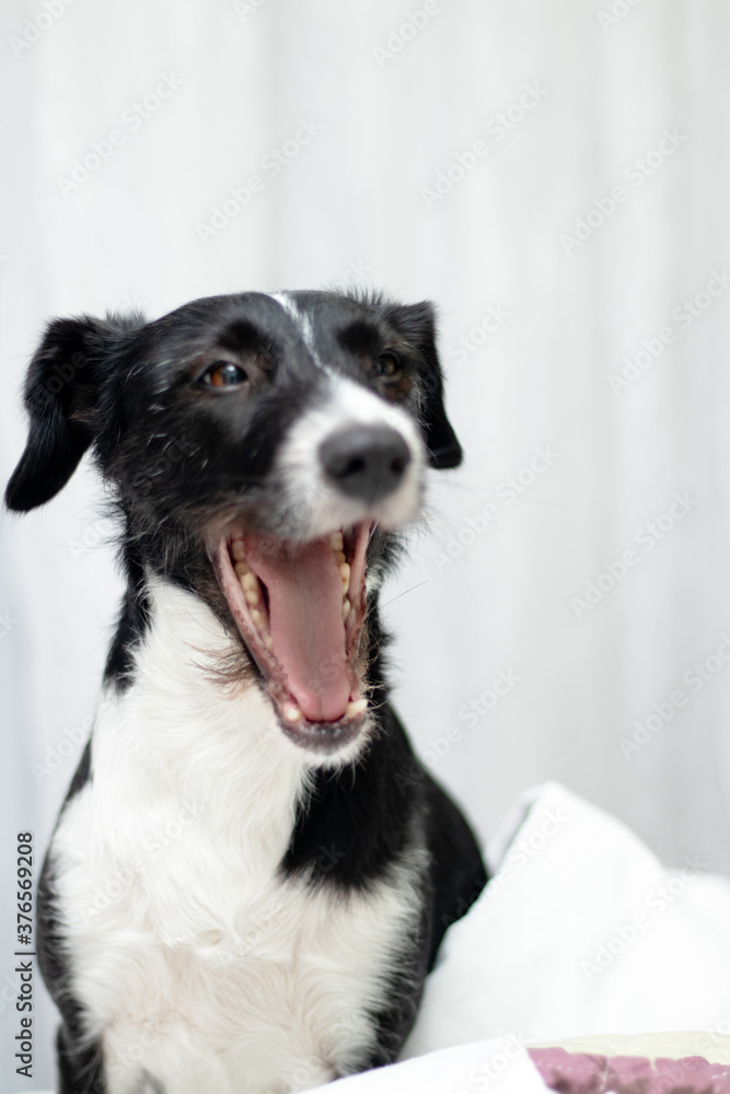 dog black and withe dog black and withe