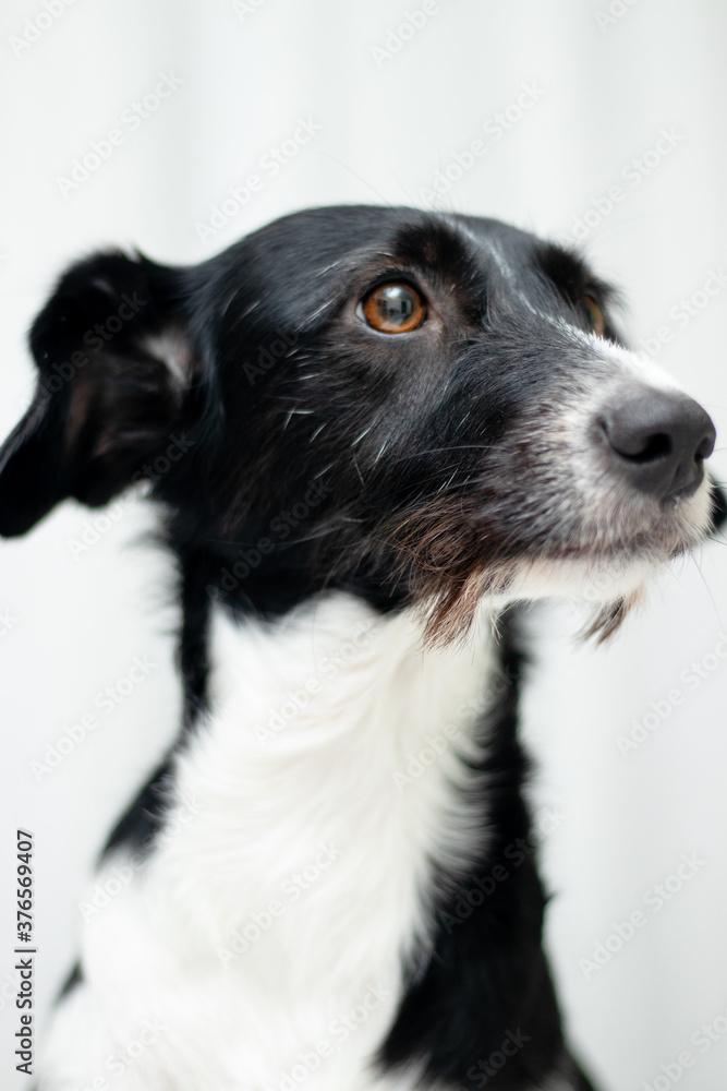 dog black and withe dog black and withe