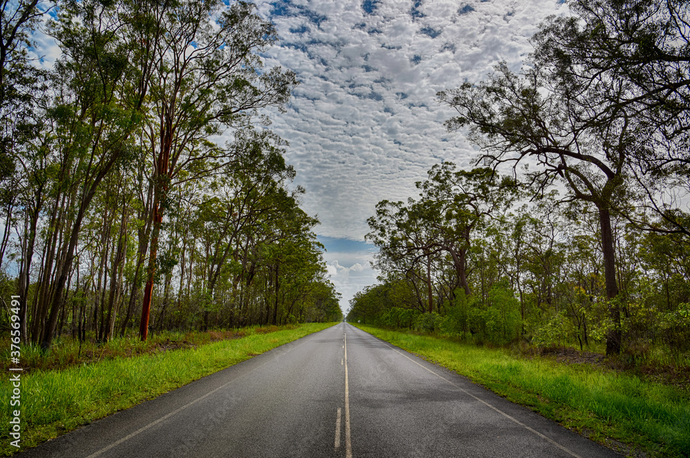 Fototapeta premium road in the woods