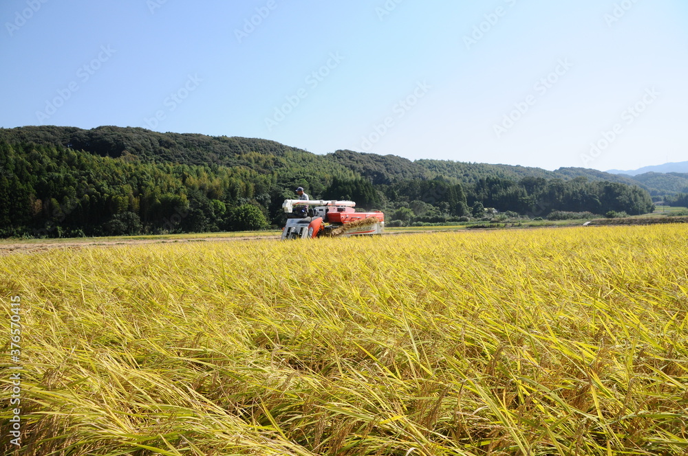 コンバインによる稲刈り風景 コンバインによる稲刈り風景