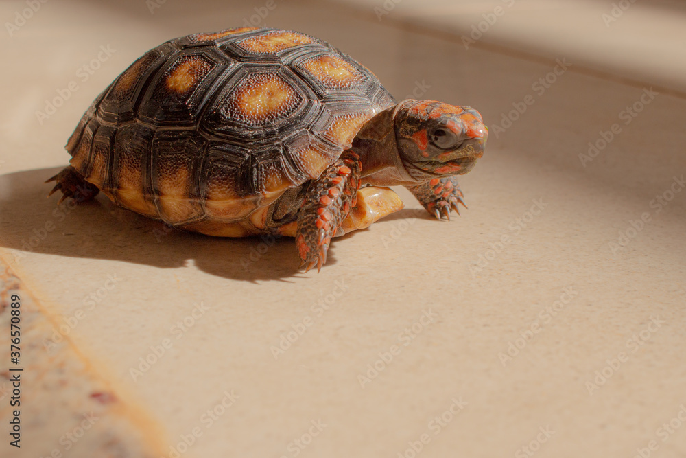 Obraz premium Closeup little tortoise taking sunbath. It needs to the light sun to grow up stronger and healthy. While they are babies it's impossible to check it out if they are male or female.