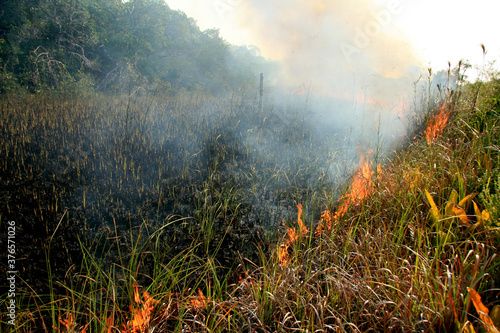 santa cruz cabralia - november 10, 2008: Fire destroys vegetation in environmental protection area is seen in Santo Andre district.  photo