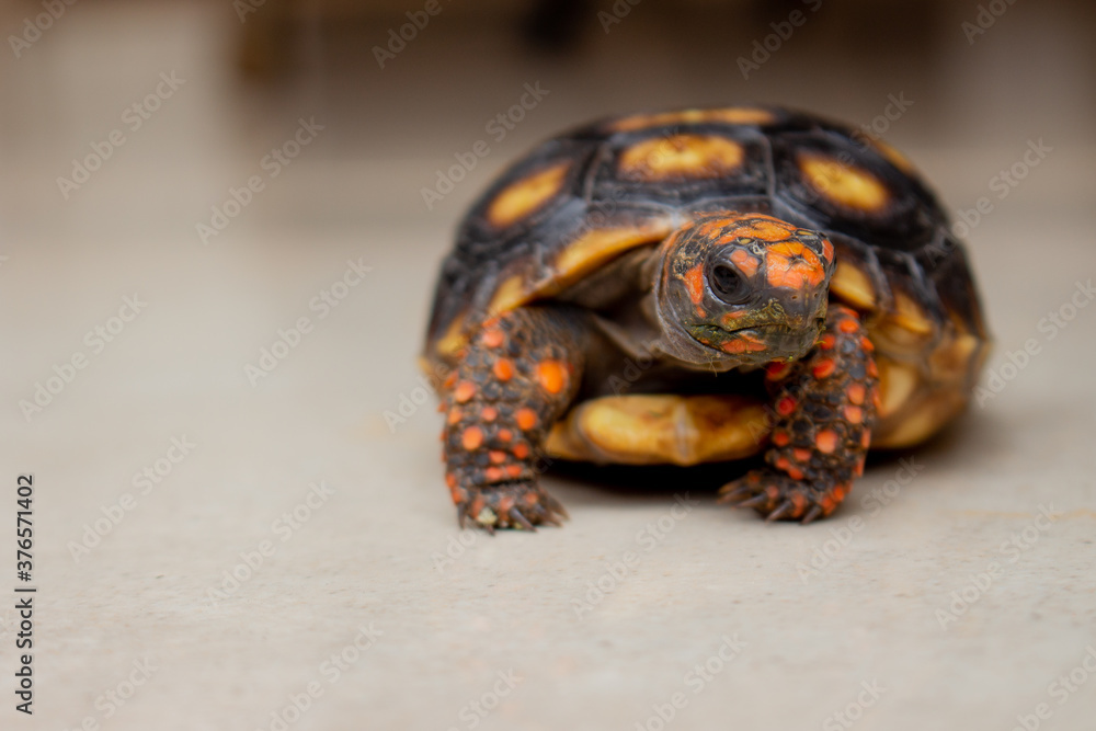 Fototapeta premium Closeup little tortoise taking sunbath. It needs to the light sun to grow up stronger and healthy. While they are babies it's impossible to check it out if they are male or female.