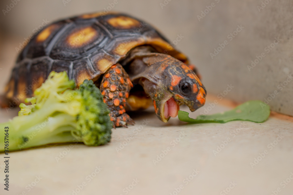 Little tortoise eating arugula and broccoli. It needs to the light sun