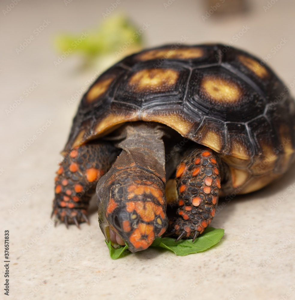 Little tortoise eating arugula and broccoli. It needs to the light sun
