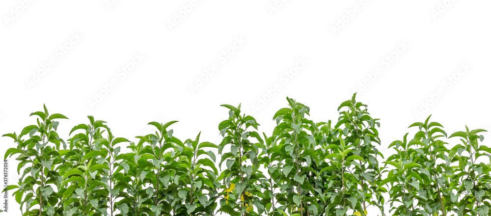 Line up of row trees leaves isolated on white background Line up of row trees leaves isolated on white background