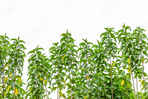 Line up of row trees leaves isolated on white background
