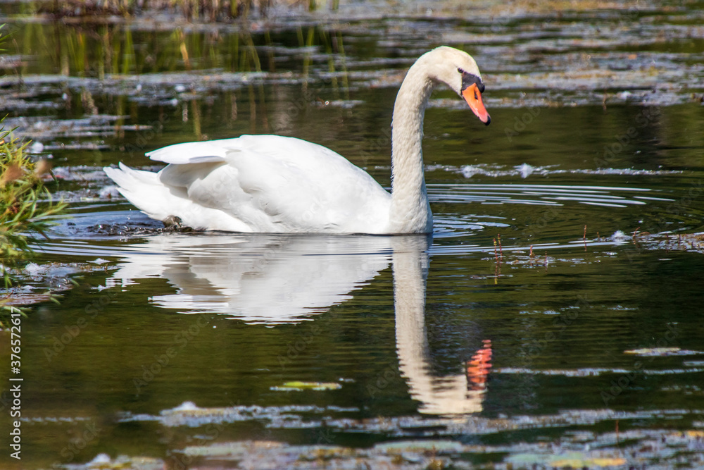 swan on the lake swan on the lake