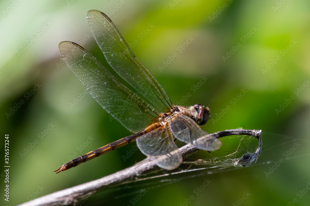Fototapeta premium close up of a dragonfly