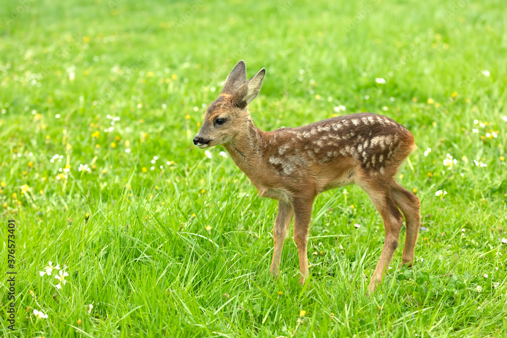 Beautiful Deer Fawn Beautiful Deer Fawn
