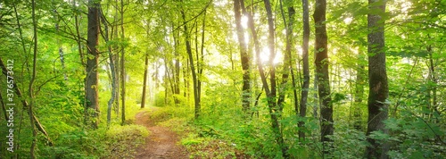 Footpath in a green deciduous forest on a sunny day. Idyllic summer rural scene. Environmental conservation in Europe. Travel destinations, eco tourism, recreation, walking, cycling. Panoramic view