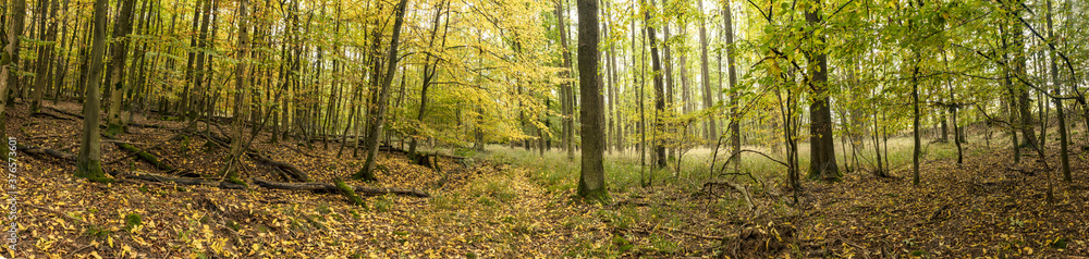 Panoramic Forrest