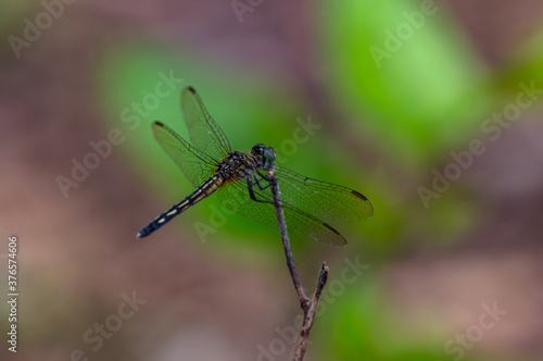 Female Blue Dasher Dragonfly on Green Bokeh 