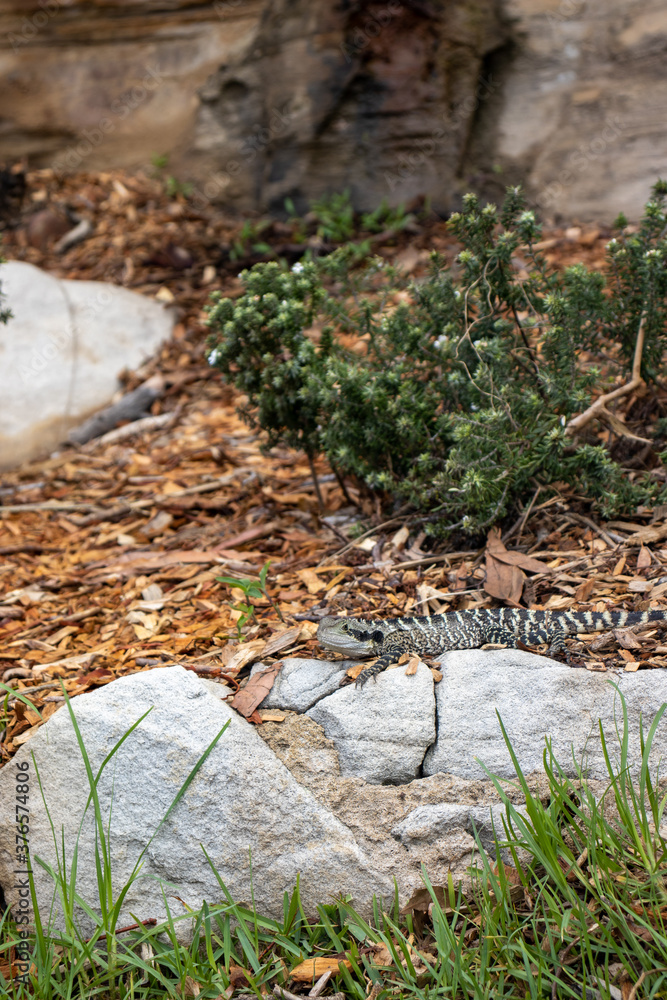 Obraz premium water lizard 