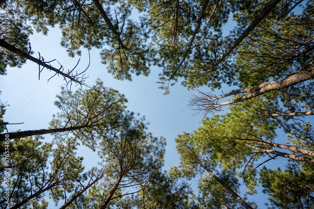 Obraz premium Up The Trees