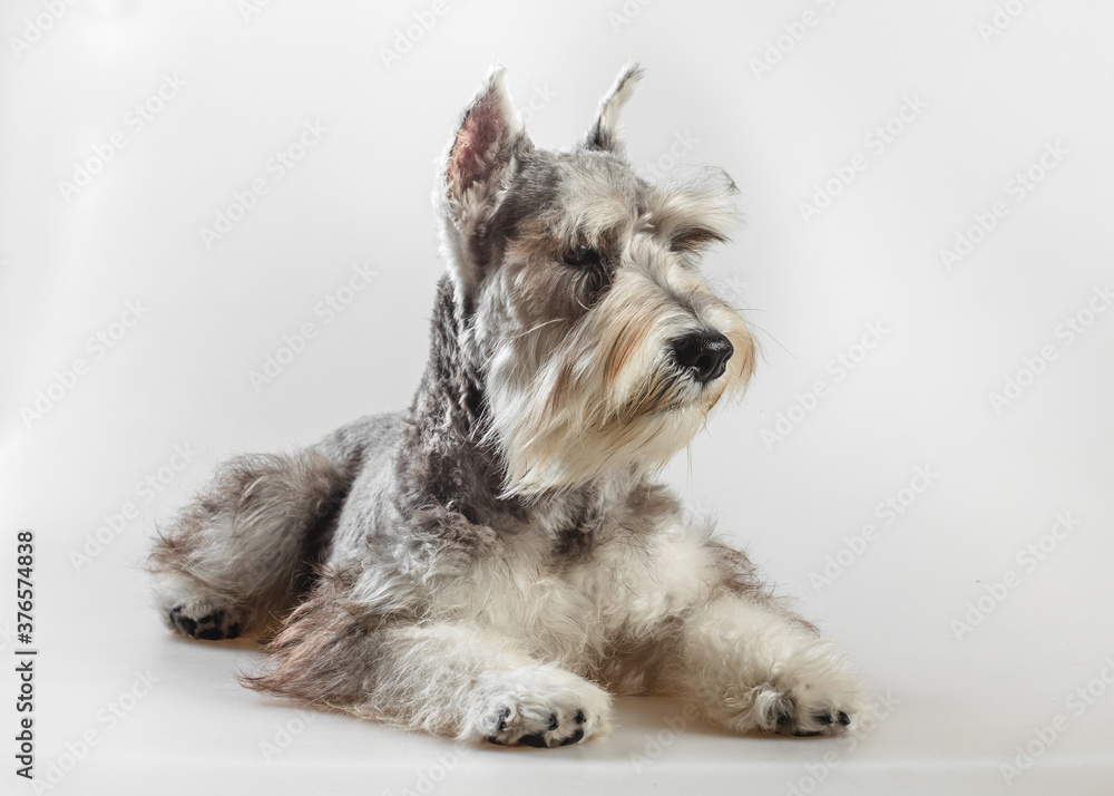 Adorable Schnauzer dog portrait.