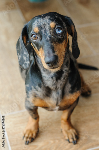 Marble dog push with multicolored eyes