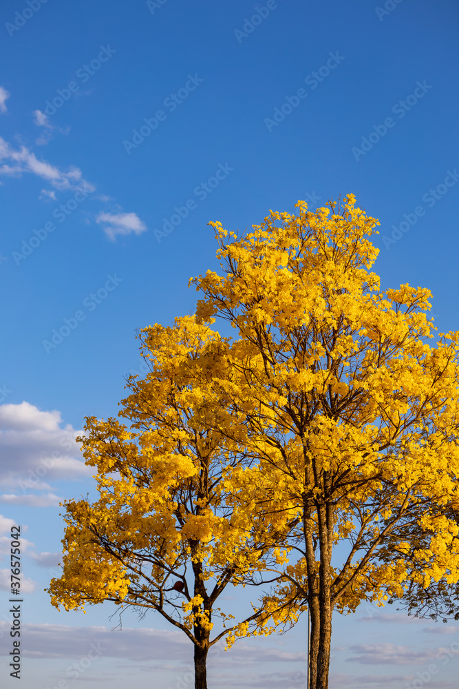 Yellow ipe in bloom. Typical brazilian tree. One of the most beautiful and delicate flowers in Brazil. Nature show. Yellow ipe in bloom. Typical brazilian tree. One of the most beautiful and delicate flowers in Brazil. Nature show.
