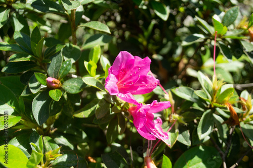 Wallpaper Mural Pink azalea flowers in garden on a sunny day Torontodigital.ca
