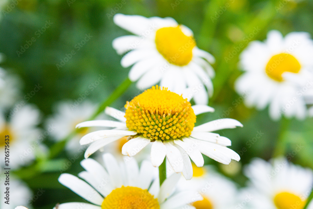 Medicine chamomile flowers. Aromatherapy by herbs camomile daisy flowers Medicine chamomile flowers. Aromatherapy by herbs camomile daisy flowers