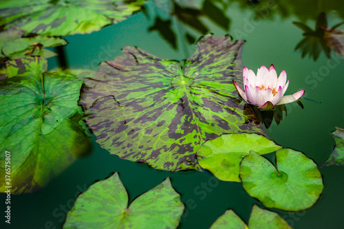 Fototapeta Pink pond lily and lilypad