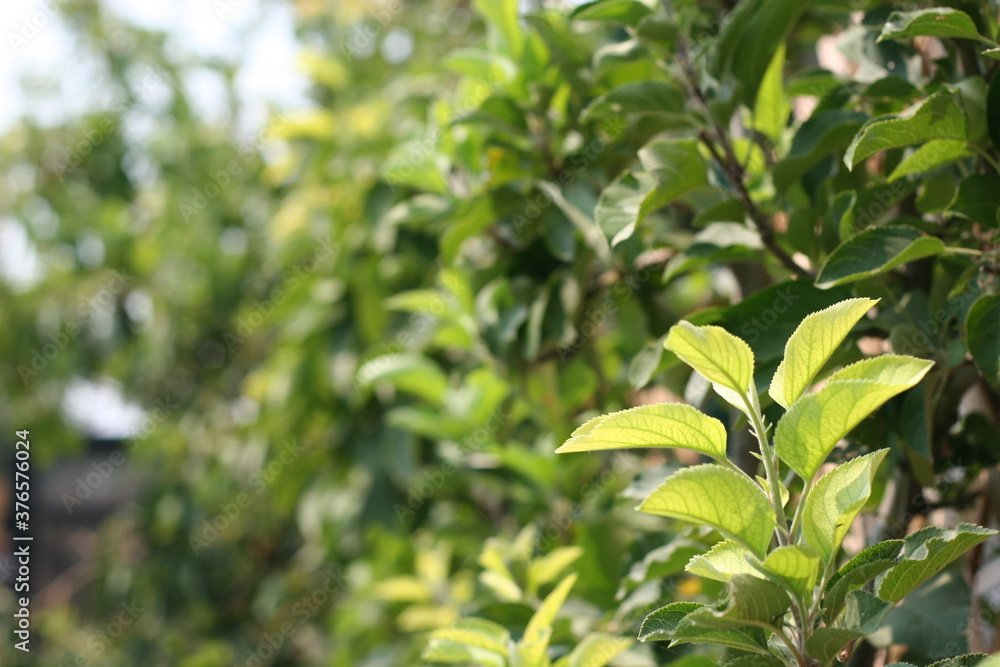 Obraz premium green leaves in the garden