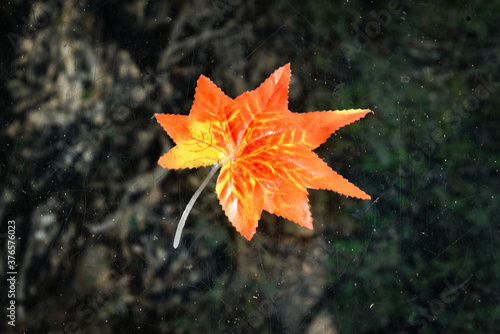 Maple leaf on a glass platform