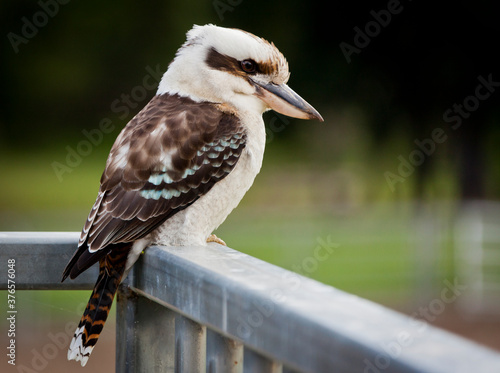 Valokuva Laughing Kookaburra in Queensland Australia.