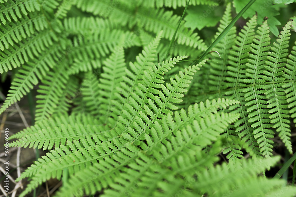 fresh green fern leaves close-up, selective focus