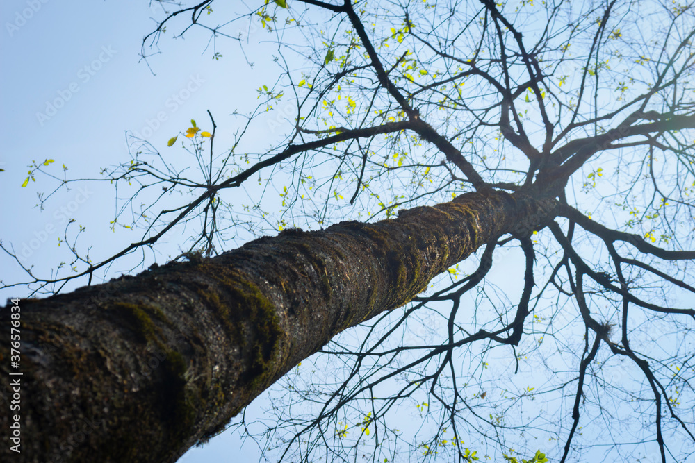 Fototapeta premium Dry tree stem without leaves