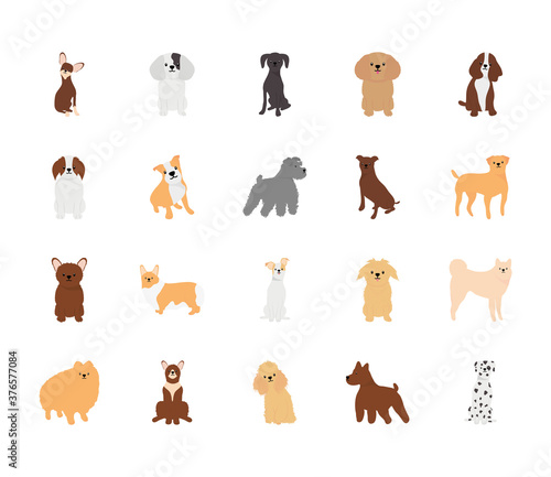 icon set of cartoon dogs and poodle, flat style