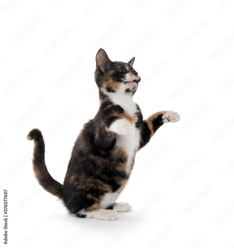 Obraz premium Tortoise shell catt on white