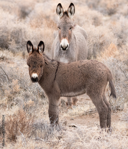  wild donkey in a field baby burro