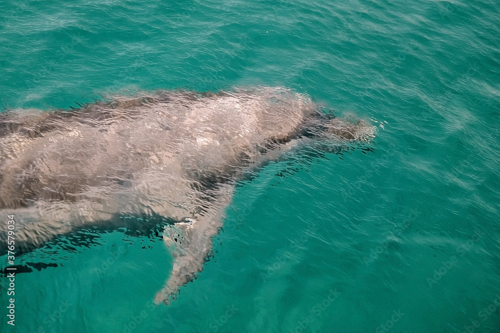 Naklejka premium cute friendly dolphin swims in the sea under water, clear azure water. Fun in Eilat, Dolphin Reef in Israel.