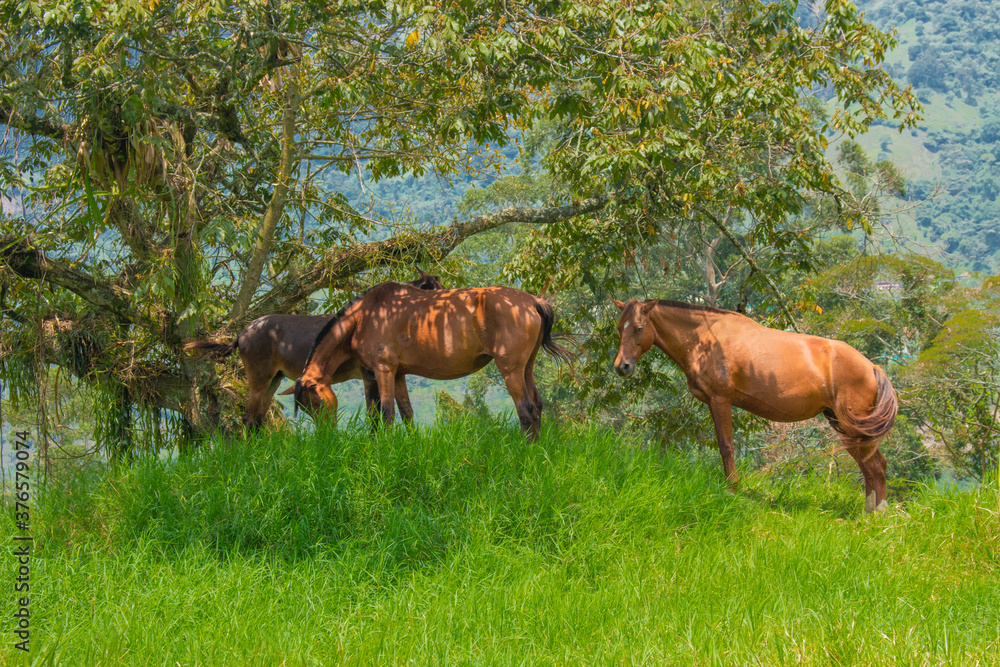 Horse in a pasture in the mountain valley Horse in a pasture in the mountain valley