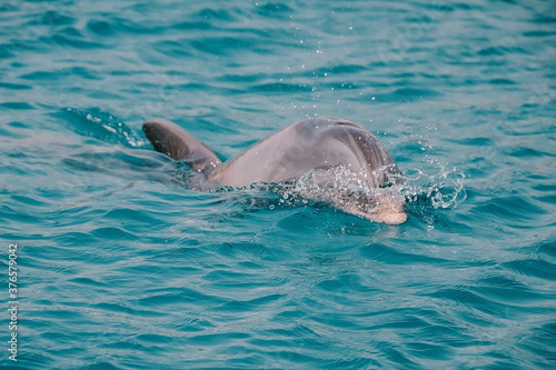 cute friendly dolphin swims in the sea, clear azure water. Fun in Eilat, Dolphin Reef in Israel. © SValeriia