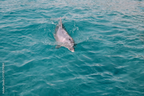 cute friendly dolphin swims in the sea  clear azure water. Fun in Eilat  Dolphin Reef in Israel.
