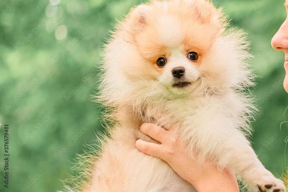 Little spitz puppy in people arms.