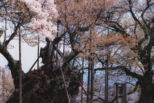 Wallpaper Mural 山高神代桜 Torontodigital.ca