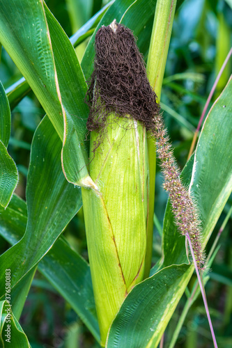 Maisfeld mit Maiskolben photo