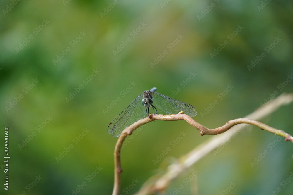 Dragonfly in a Park on Merrimack river in Lowell Massachusetts Dragonfly in a Park on Merrimack river in Lowell Massachusetts