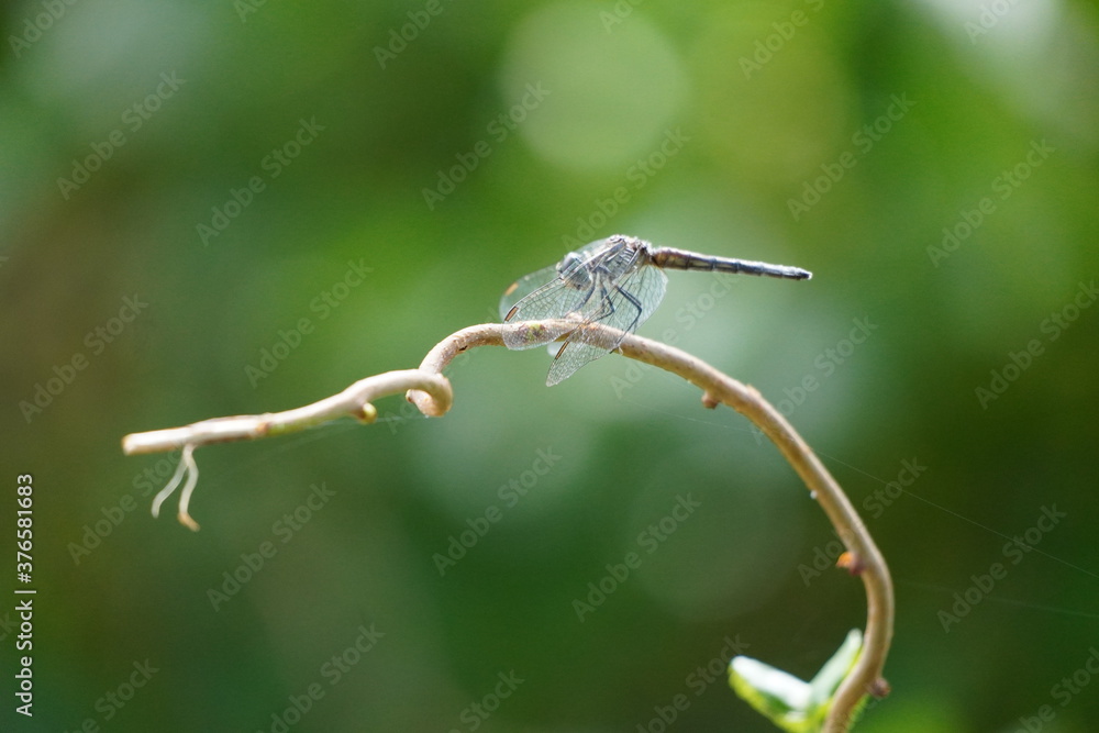 Dragonfly in a Park on Merrimack river in Lowell Massachusetts Dragonfly in a Park on Merrimack river in Lowell Massachusetts