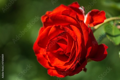 Red rose flower closeup on green background