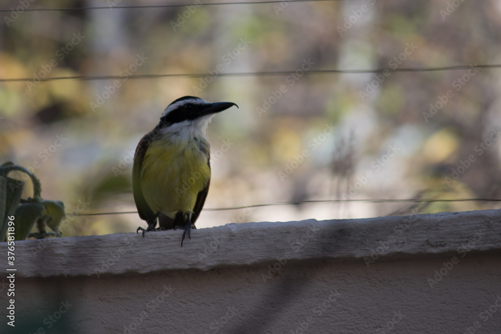 Obraz premium Great kiskadee