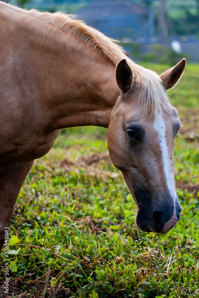 Cavalos e cavalinhos pastando ao entardecer no campo Cavalos e cavalinhos pastando ao entardecer no campo