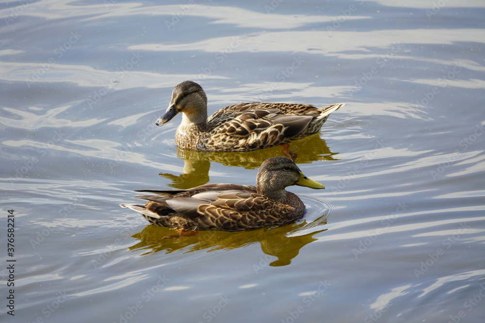 Fototapeta premium Duck swimming